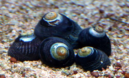 Margarita escargots (snail) chaque