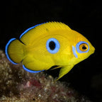 Centropyge Flavissima ( Lemon Peel Blue Spot ) Juvenile