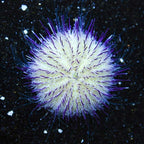 Lytechinus variegatus (Pincushion Urchin) Oursin
