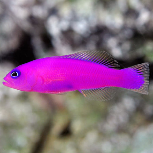 Pseudochromis porphyreus (Strawberry Pseudochromis)