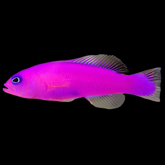 Pseudochromis porphyreus (Strawberry Pseudochromis)