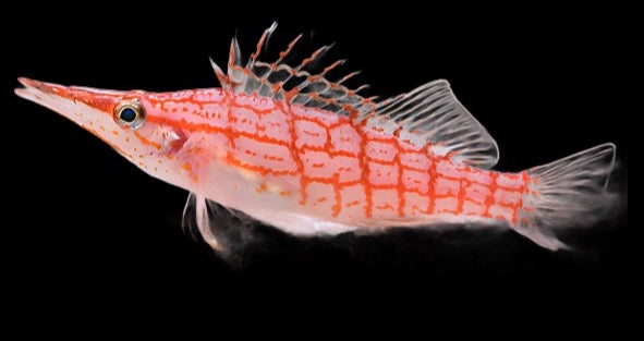 Oxycirrhites typus (Longnose Hawkfish)