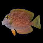 Ctenochaetus strigosus (Kole Yellow Eye Tang)
