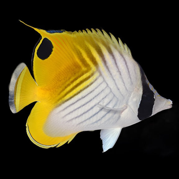 Chaetodon auriga (Auriga Butterflyfish) Large