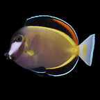 Acanthurus japonicus (Powder Brown Tang)