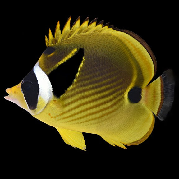 Chaetodon lunula (Raccoon butterfly) Large