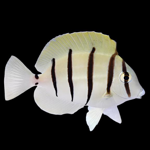 Acanthurus triostegus (Convic Tang) Small medium 1.6-2.5