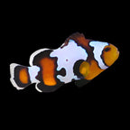 Premium Blacker Ice Ocellaris (Clownfish)