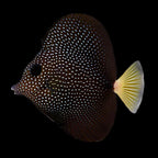 Zebrasoma gemmatum (Gem Tang)