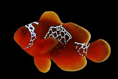 Premnas biaculeatus (Lightning Maroon Clownfish)