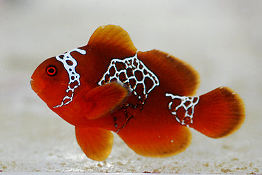 Premnas biaculeatus (Lightning Maroon Clownfish)