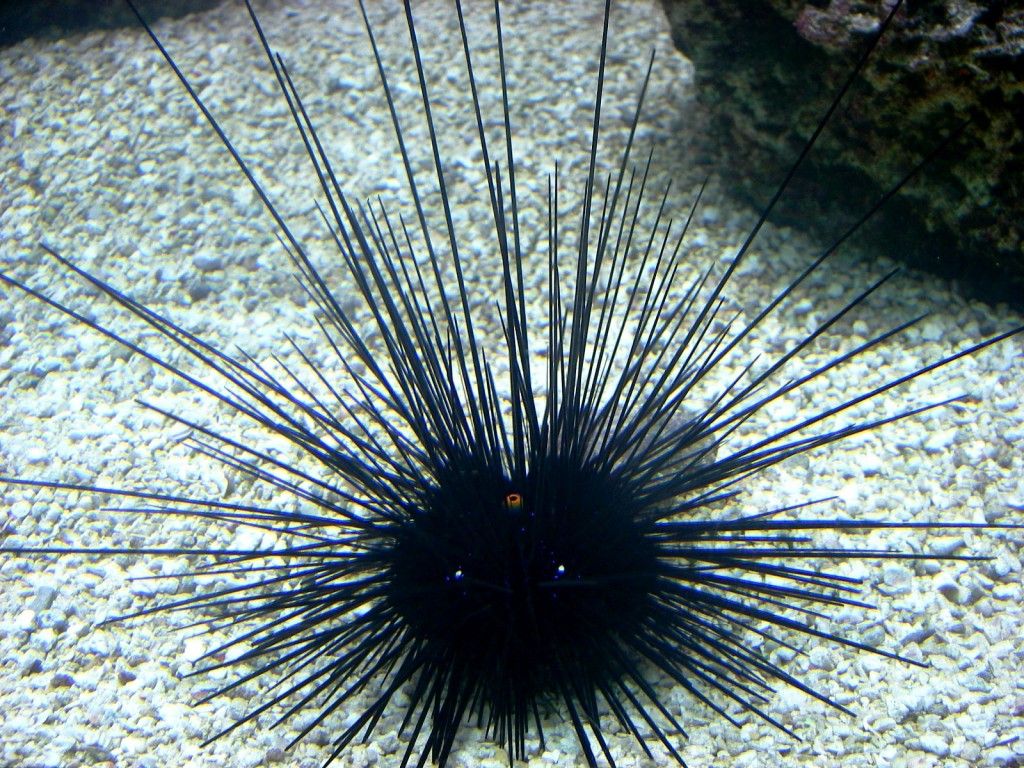 Diadema setosum (Long Spine Urchin) Oursin