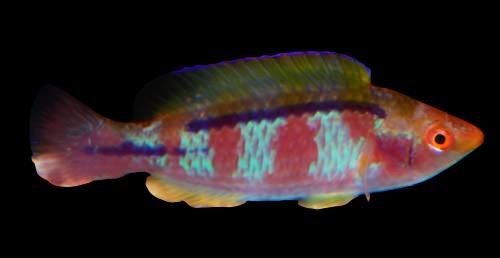 Cirrhilabrus lubbocki (Lubbock Fairy Wrasse)