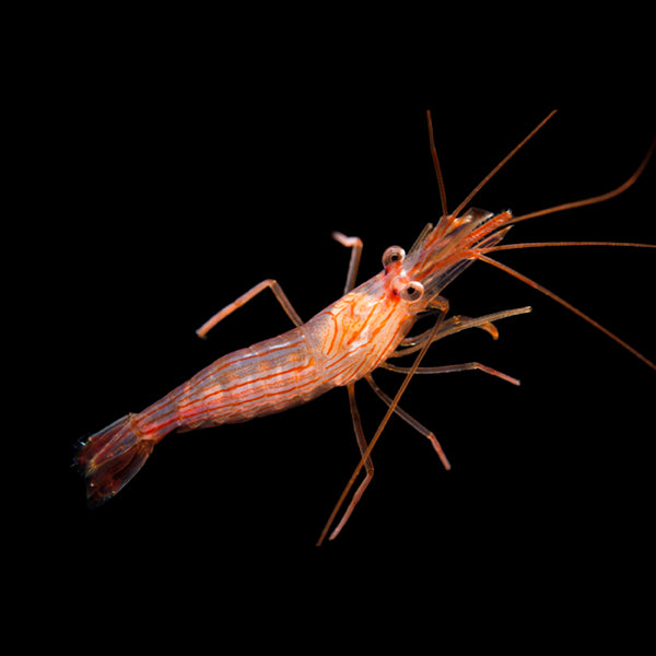 Lysmata wurdemanni (Peppermint Shrimp) Peppermint Pack of 6