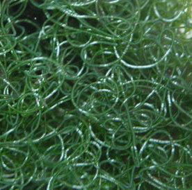 Chaetomorpha