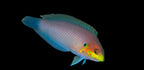 Macropharyngodon moyeri (moyeri leopard wrasse)