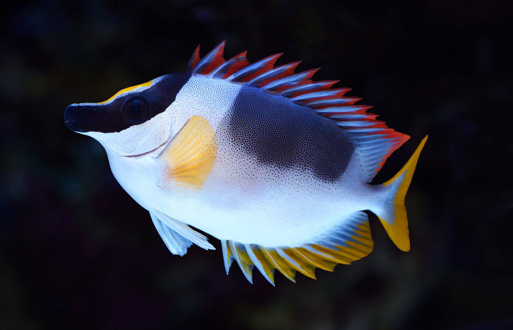 Siganus magnificus (Magnificent Foxface)