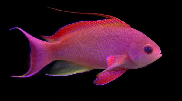 Pseudanthias squamipinnis (Lyretail Anthias) Fiji Male Rouge