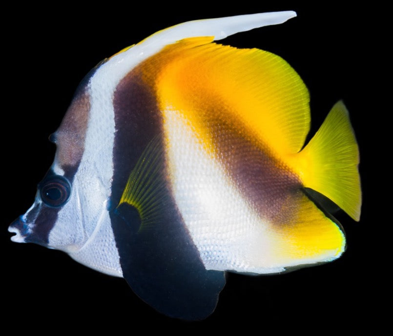 Heniochus Monceros (Masked Bannerfish)