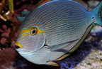 Acanthurus mata (Mata Tang)