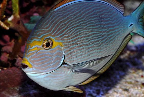 Acanthurus mata (Mata Tang)