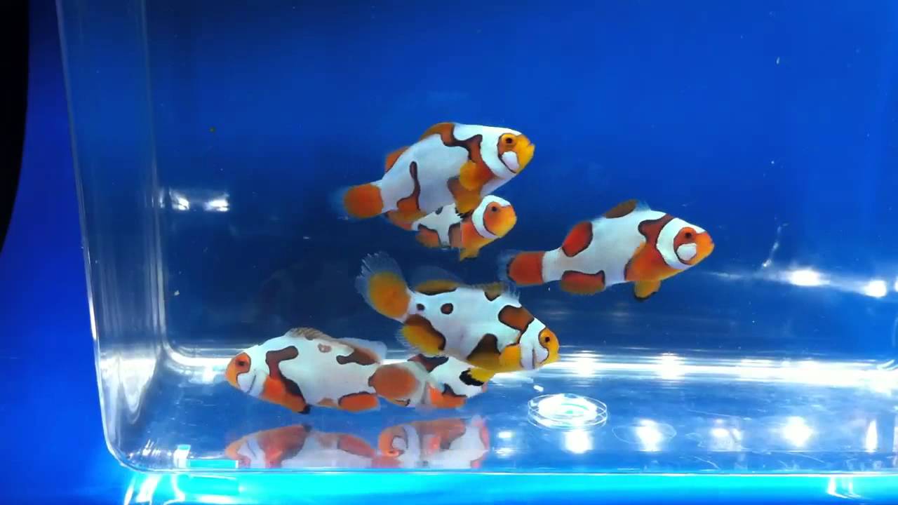 Picasso Ocellaris (Clownfish)