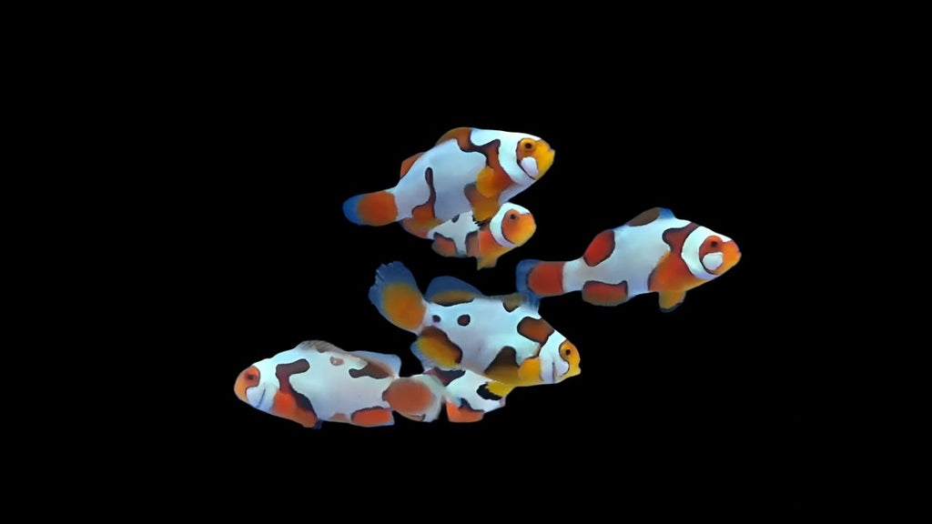 Picasso Ocellaris (Clownfish)