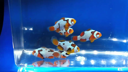 Extreme Picasso Ocellaris (Clownfish)