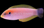 Macropharyngodon moyeri (moyeri leopard wrasse)