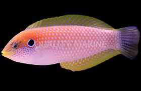 Macropharyngodon moyeri (moyeri leopard wrasse)