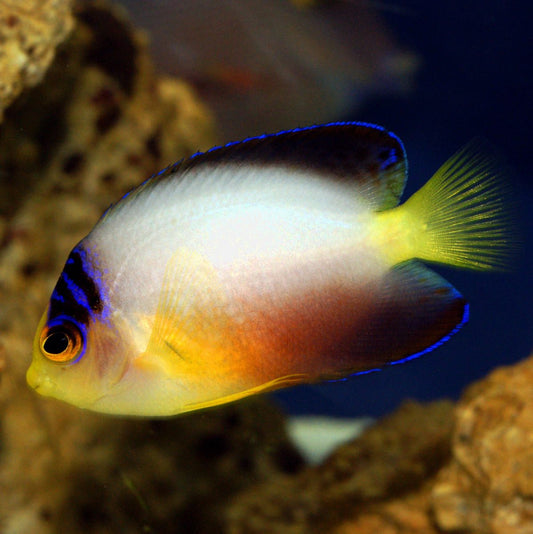 Centropyge multicolor (Multicolor Angelfish)