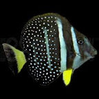 Acanthurus guttatus (Mustard Tang)