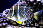 Acanthurus guttatus (Mustard Tang)