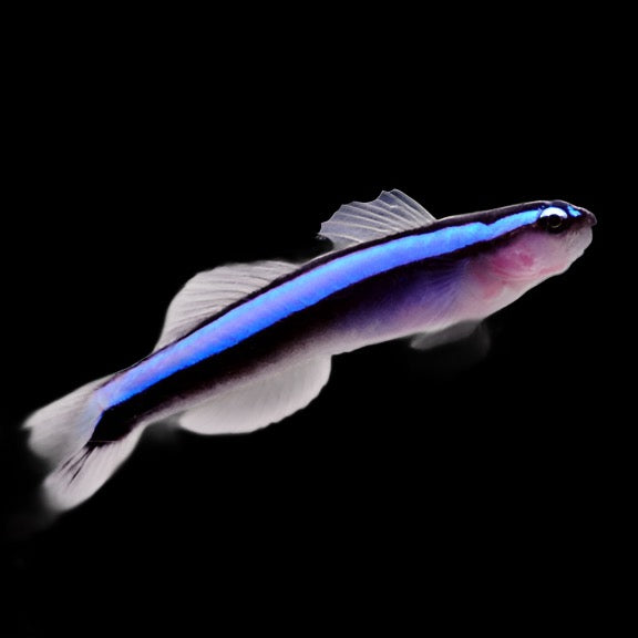 Elacatinus oceanops (Neon Blue Goby)