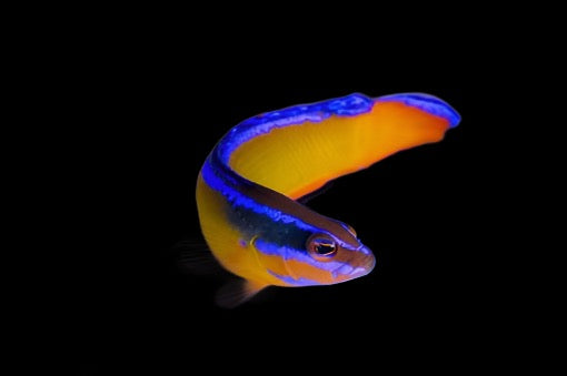 Pseudochromis aldabraensis (Neon Dottyback)