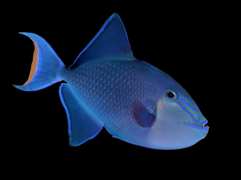 Odonus niger (Niger Trigger) Large