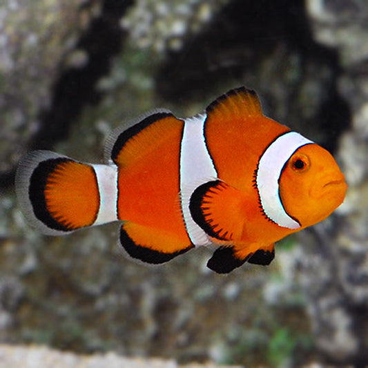 Ocellaris (Clownfish) Normal