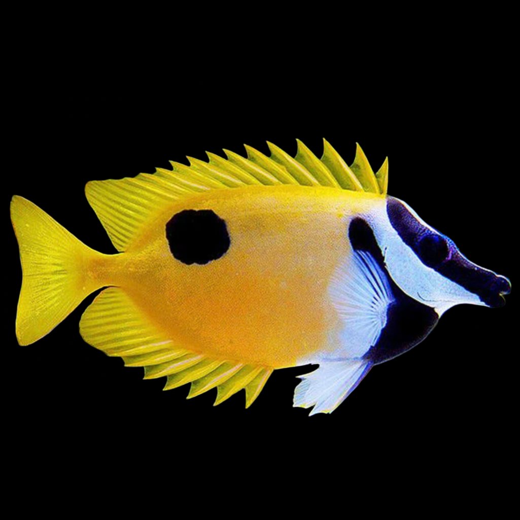 Siganus unimaculatus (One spot Foxface)