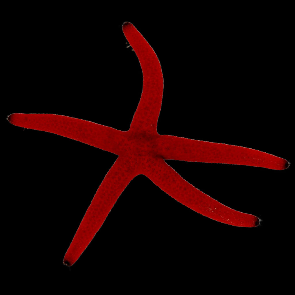 Étoile de mer Linckia orange ( Orange Linckia Starfish)