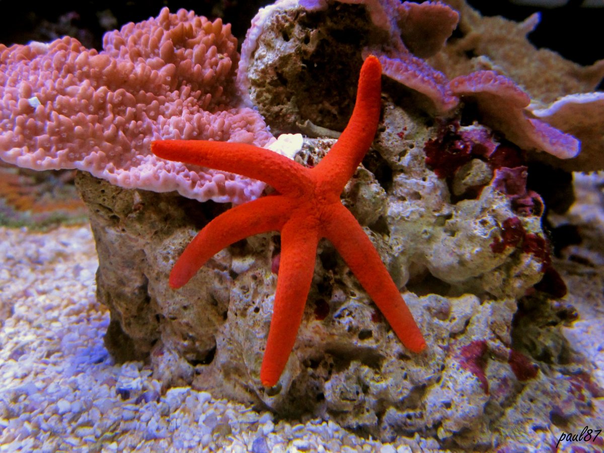 Étoile de mer Linckia orange ( Orange Linckia Starfish)