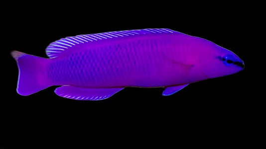 Pseudochromis fridmani (Orchidée Dottyback)