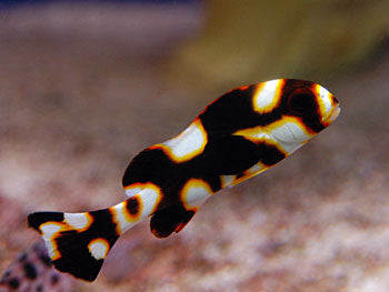 Oriental Sweetlips