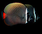 Chaetodon collare (Pakistan Butterfly) Large