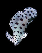 Cromileptes altivelis (Panther Grouper)