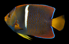 Holacanthus passer (Passer Angelfish)