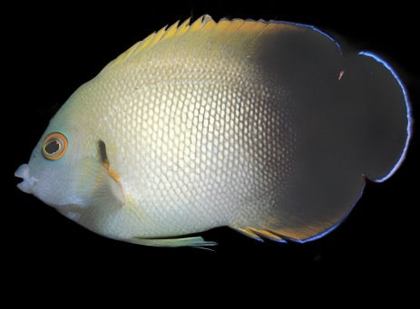 Centropyge vroliki (Halfblack Angelfish)