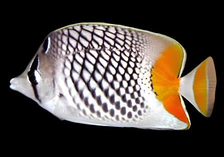 Pearlscale Butterfly (Chaetodon xanthurus)