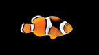 Amphiprion percula (True Percula)