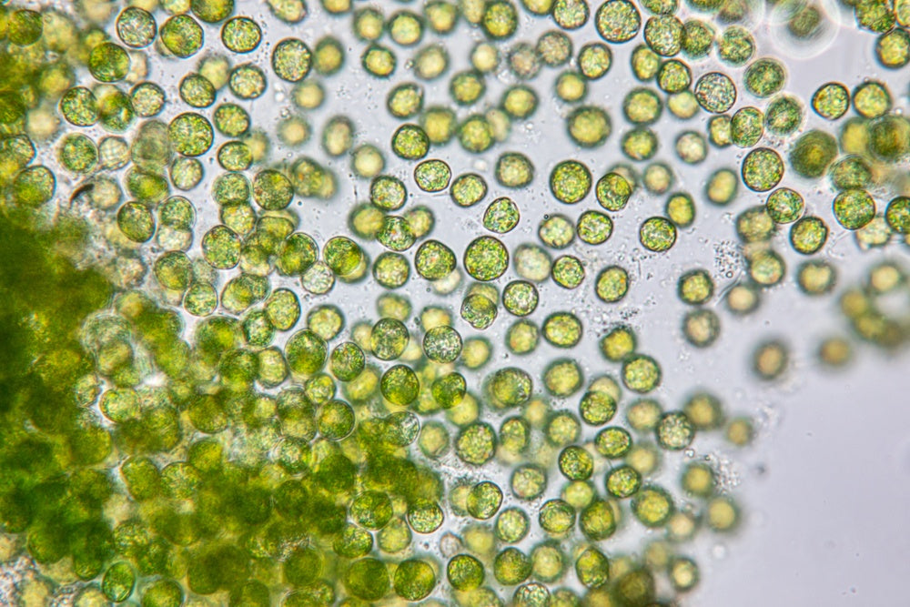 PhytoPlankton Phyto 2