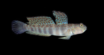 Cryptocentrus leptocephalus (Pink Spotted Watchman goby)